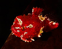 Pacific spiny lumpsucker (Eumicrotremus orbis), red form, which has fused ventral fins that form a suction disk, enabling it to attach itself to rocks and seaweed, Gambier Bay, Alaska, USA. August.