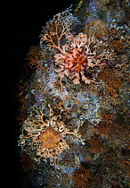 Northern basket stars (Gorgonocephalus eucnemis), branching and staghorn bryozoans, calcareous tubeworms, snails and barnacles, Baranof, Alaska, USA. August.