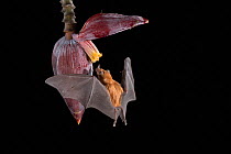 Orange Nectar Bat (Lonchophylla robusta) feeding on banana flower, lowland rainforest, Costa Rica. November.