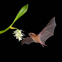 Orange nectar bat (Lonchophylla robusta) feeding on Little clamshell orchid (Prosthechea cochleata), lowland rainforest, Costa Rica. November.