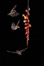 Pallas&#39;s long-tongued Bat (Glossophaga soricina) feeding on Clock vine (Thunbergia mysorensis), lowland rainforest, Costa Rica. November.
