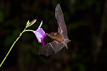 Pallas&#39;s long-tongued bat (Glossophaga soricina) feeding on Bamboo orchid (Arundina graminifolia) flower, lowland rainforest, Costa Rica. November.