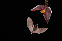 Pallas&#39;s long-tongued Bat (Glossophaga soricina) feeding from banana flower, lowland rainforest, Costa Rica. November.