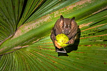 Brown tent-making bat (Uroderma magnirostrum) feeding on fruit under a palm leaf, lowland rainforest, Costa Rica. November.