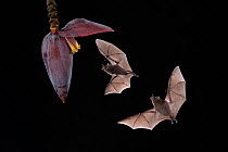 Pallas&#39;s long-tongued bats (Glossophaga soricina) feeding from banana flower, lowland rainforest, Costa Rica. November.