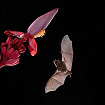 Pallas&#39;s long-tongued Bat (Glossophaga soricina) feeding from Flowering banana (Musa ornata), Lowland rainforest, Costa Rica. November.