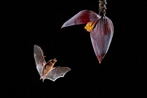 Orange Nectar Bat (Lonchophylla robusta) feeding from banana flower, lowland rainforest, Costa Rica. November.