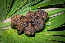 Brown tent-making bats (Uroderma magnirostrum) roosting under a palm leaf, lowland rainforest, Costa Rica. November.