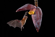 Orange nectar bat (Lonchophylla robusta) feeding on a banana flower, lowland rainforest, Costa Rica. November.