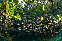 Orbiculate cardinalfish (Sphaeramia orbicularis) sheltering amongst roots of mangroves (Rhizophora sp.) in Raja Ampat, West Papua, Indonesia. Pacific ocean.