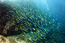 School of yellowtail fusiliers (Caesio cuning) on reef in Raja Ampat, West Papua, Indonesia. Pacific Ocean.
