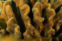 Close up of a leather coral (Sarcophyton sp.) in the shallow waters of Raja Ampat, West Papua, Indonesia.