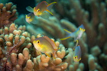 Red-cheek or threadfin anthias (Pseudanthias huchtii) on reef in Raja Ampat, West Papua, Indonesia, Pacific Ocean.