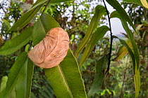 Flannel moth caterpillar (Megalopyge sp.) in Choco region, Northwestern Ecuador.