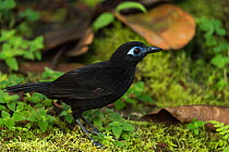 Immaculate Antbird (Myrmeciza immaculata) male, in Choco region, Northwestern Ecuador.