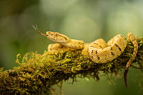 Osborne&#39;s lancehead (Bothrops osbornei) in cloud forest, Choco region, Northwestern Ecuador.