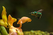 Orchid bee (Euglossa sp.) visits an orchid in cloud forest, Choco region, Northwestern Ecuador.