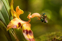 Orchid bee (Euglossa sp.) visiting an orchid in cloud forest, Choco region, Northwestern Ecuador.