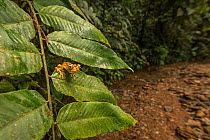 Imbabura tree frog (Hypsiboas picturatus) in cloud forest, Choco region, Northwestern Ecuador.