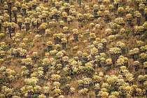 Field of Paramo flower / Frailejones (Espeletia pycnophylla), highland paramo, northern Ecuador.