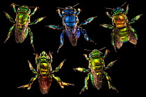 Compsite of orchid bees (Euglossa sp.) photographed on black in cloud forest, Choco region, Northwestern Ecuador.