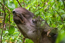 Baird&#39;s tapir (Tapirus bairdii) browsing, rainforest, Corcovado National Park, Costa Rica. Endangered.