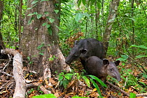 Baird&#39;s tapir female (Tapirus bairdii) with calf, rainforest, Corcovado National Park, Costa Rica. Endangered.