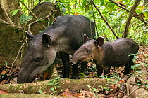 Baird&#39;s tapir female (Tapirus bairdii) with calf, rainforest, Corcovado National Park, Costa Rica. Endangered.