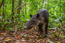 Baird&#39;s tapir (Tapirus bairdii), rainforest, Corcovado National Park, Costa Rica. Endangered.