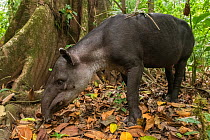 Baird&#39;s tapir (Tapirus bairdii), rainforest, Corcovado National Park, Costa Rica. Endangered.