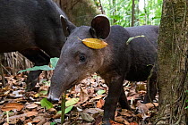 Baird&#39;s tapir juvenile (Tapirus bairdii), rainforest, Corcovado National Park, Costa Rica. Endangered.