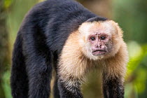 White-faced capuchin monkey (Cebus capucinus) in Tenorio Volcano National Park, Costa Rica
