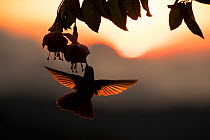Hummingbird (Trochilidae) feeding on flower, silhouetted at sunset, Talamanca mountains, Costa Rica.