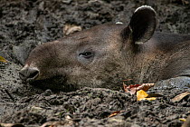 Baird&#39;s tapir (Tapirus bairdii) resting in mud pit, Corcovado National Park, Costa Rica. January. Endangered.