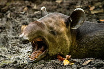 Baird&#39;s tapir (Tapirus bairdii) yawns while wallowing in Mud put in Corcovado National Park, Costa Rica. January. Endangered.