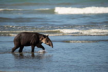 Baird&#39;s tapir (Tapirus bairdii) walking along a beach in Corcovado National Park, Costa Rica. Endangered.