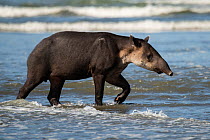 Baird&#39;s tapir (Tapirus bairdii) walking along a beach in Corcovado National Park, Costa Rica. Endangered.