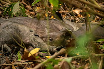 Baird&#39;s tapir juvenile (Tapirus bairdii) nursing from it&#39;s mother in Corcovado National Park, Costa Rica. Endangered.
