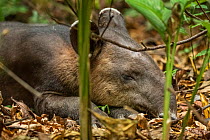 A young Baird&#39;s tapir (Tapirus bairdii) sleeping, rainforest, Corcovado National Park, Costa Rica. Endangered.