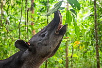 Baird&#39;s tapir (Tapirus bairdii) browsing on leaves, rainforest, Corcovado National Park, Costa Rica. Endangered.