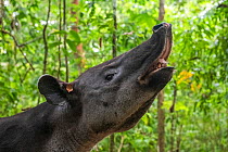 Baird&#39;s tapir (Tapirus bairdii) displaying Flehman response, rainforest, Corcovado National Park, Costa Rica. Endangered.