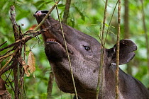 Baird&#39;s tapir (Tapirus bairdii) browsing on leaves, rainforest, Corcovado National Park, Costa Rica. Endangered.