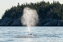 Blow of a Humpback whale (Megaptera novaeangliae) as it surfaces, Bay of Fundy, Canada.