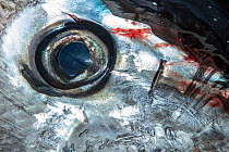 The eye of a giant bluefin tuna (Thunnus thynnus) caught in North Lake, Prince Edward Island, Canada. October.