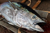 A giant bluefin tuna (Thunnus thynnus) caught in North Lake, Prince Edward Island, Canada. October.