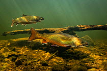 Brook trout (Salvelinus fontinalis) gathering to spawn, St. Mary&#39;s river, Nova Scotia, Canada. October.