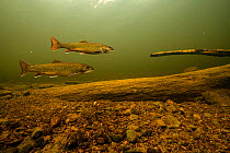 Sea run Brook trout (Salvelinus fontinalis) gather to spawn, St. Mary&#39;s river, Nova Scotia, Canada. October.