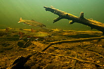 Sea run Brook trout (Salvelinus fontinalis) gathering to spawn, St. Mary&#39;s river, Nova Scotia, Canada. October.