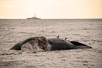 A dead North Atlantic right whale (Eubalaena glacialis) floats, Gulf of Saint Lawrence, Canada. The whale, known as &#39;Punctuation&#39; to researchers, was a large female who scientists have been tr...