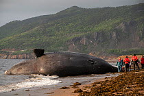 A dead North Atlantic right whale (Eubalaena glacialis) on beach in Cape Breton, Canada. The whale, known as &#39;Punctuation&#39; to researchers, was a large female who scientists have been tracking...